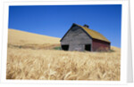 Wheat Crop Growing in Field By Barn by Anonymous