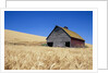 Wheat Crop Growing in Field By Barn by Anonymous