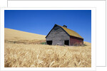Wheat Crop Growing in Field By Barn by Anonymous