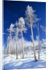 Trees in Snow by Anonymous