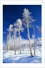 Trees in Snow by Corbis