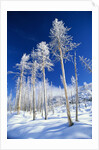 Trees in Snow by Anonymous