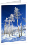 Trees in Snow by Anonymous