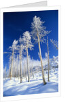 Trees in Snow by Corbis