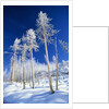 Trees in Snow by Anonymous