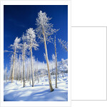 Trees in Snow by Anonymous