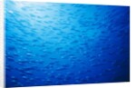 School of Skipjack Tunas by Anonymous