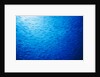 School of Skipjack Tunas by Anonymous