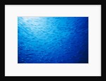 School of Skipjack Tunas by Anonymous