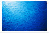 School of Skipjack Tunas by Anonymous