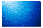 School of Skipjack Tunas by Anonymous