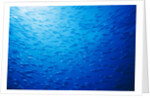 School of Skipjack Tunas by Anonymous
