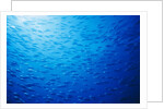 School of Skipjack Tunas by Anonymous