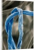 Cotton Fibers by Anonymous