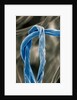 Cotton Fibers by Anonymous