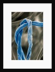 Cotton Fibers by Anonymous