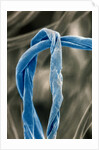 Cotton Fibers by Anonymous
