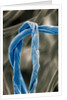 Cotton Fibers by Anonymous