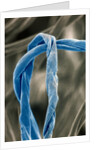 Cotton Fibers by Anonymous