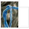 Cotton Fibers by Anonymous
