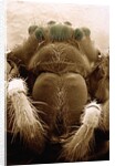 Microscopic View of Black Widow by Anonymous