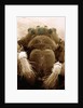 Microscopic View of Black Widow by Anonymous