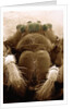 Microscopic View of Black Widow by Anonymous