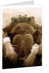 Microscopic View of Black Widow by Anonymous