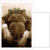Microscopic View of Black Widow by Anonymous