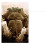 Microscopic View of Black Widow by Anonymous