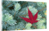 Japanese Maple Leaf on Evergreen by Anonymous