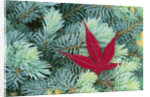 Japanese Maple Leaf on Evergreen by Anonymous