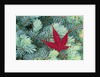 Japanese Maple Leaf on Evergreen by Anonymous