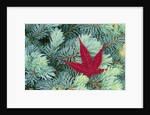 Japanese Maple Leaf on Evergreen by Anonymous