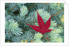 Japanese Maple Leaf on Evergreen by Anonymous