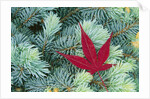 Japanese Maple Leaf on Evergreen by Anonymous