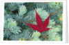 Japanese Maple Leaf on Evergreen by Anonymous