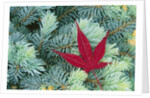 Japanese Maple Leaf on Evergreen by Anonymous