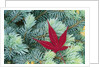 Japanese Maple Leaf on Evergreen by Anonymous