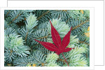 Japanese Maple Leaf on Evergreen by Anonymous