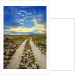 Dirt Road in Grand Canyon National Park by Anonymous