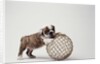 Bulldog Puppy Playing with Metal Sphere by Anonymous