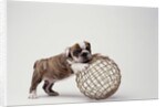 Bulldog Puppy Playing with Metal Sphere by Anonymous