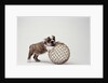 Bulldog Puppy Playing with Metal Sphere by Anonymous