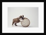 Bulldog Puppy Playing with Metal Sphere by Anonymous