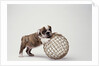 Bulldog Puppy Playing with Metal Sphere by Anonymous