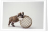 Bulldog Puppy Playing with Metal Sphere by Anonymous