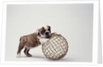 Bulldog Puppy Playing with Metal Sphere by Anonymous