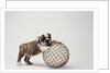 Bulldog Puppy Playing with Metal Sphere by Anonymous