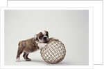Bulldog Puppy Playing with Metal Sphere by Anonymous